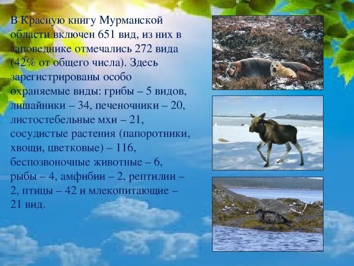Красная книга мурманской области фото Презентация по экологии на тему "Кандалакшский природный заповедник" (10 класс)