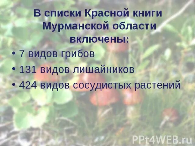 Красная книга мурманской области фото Презентация на тему "Видовое разнообразие флоры и фауны Мурманской области (дида