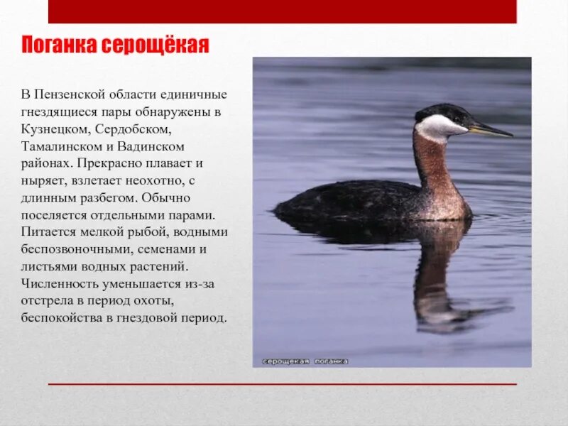 Красная книга пензенской области фото Проект красная книга пензенской области 2 класс