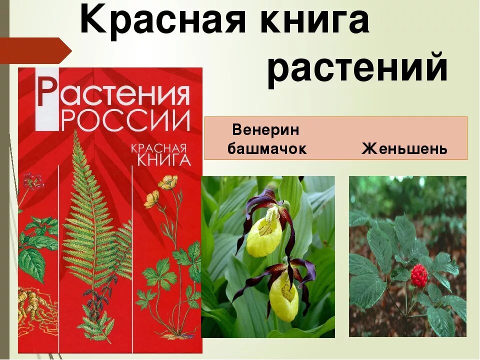 Красная книга растения фото и описание Красная книга растения категории