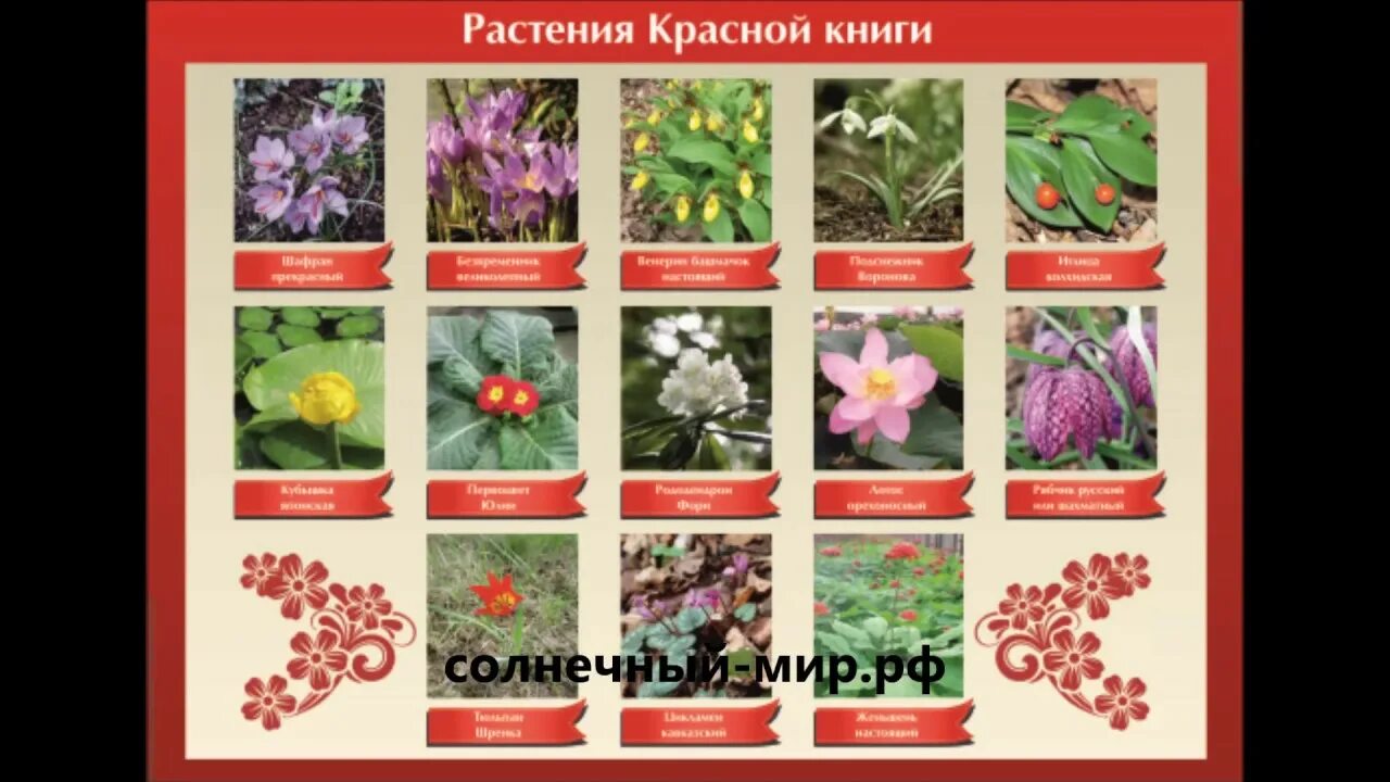 Красная книга растения фото и описание Видео обзор - Таблица демонстрационная "Растения Красной книги" (винил 1000х1400
