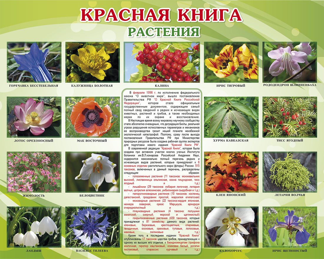 Красная книга растения фото и описание Стенды по предметам - Страница 9 - dzstend Стенды для детского сада, стенды для 