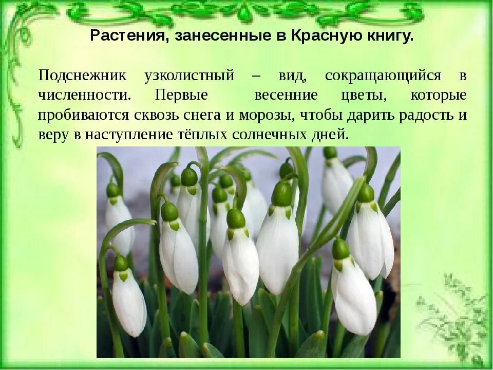 Красная книга растения фото и описание 1 растение занесенное в красную книгу