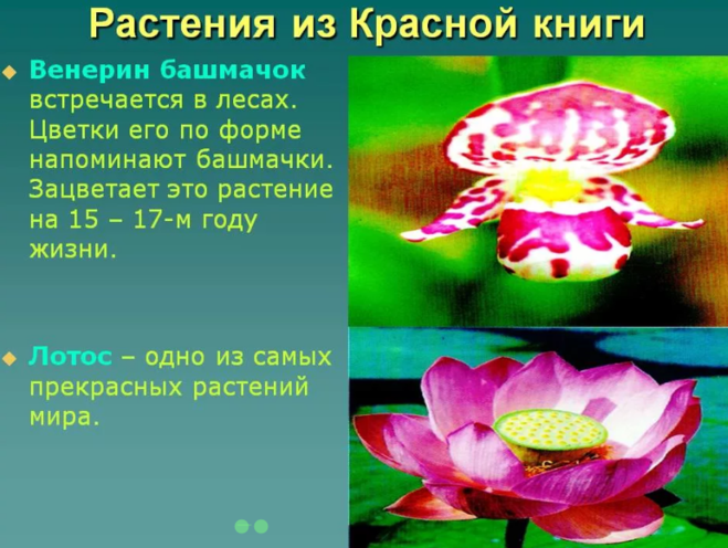 Красная книга растения фото и описание Какие цветы занесены в Красную Книгу?