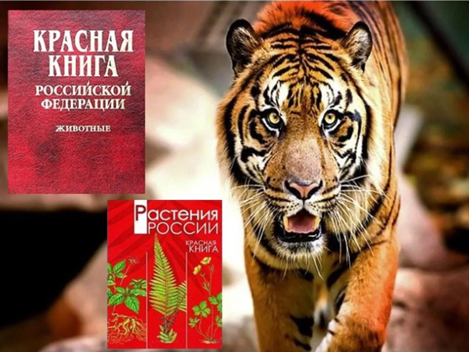 Красная книга россии фото обложки Красная книга читай город