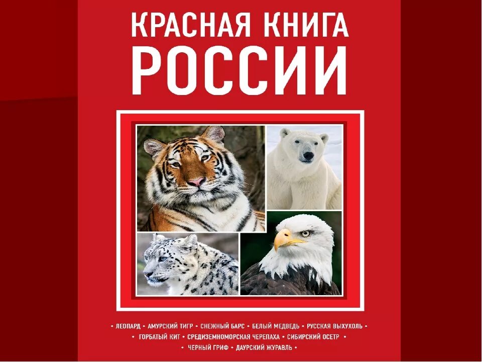 Красная книга россии фото обложки официальная Красная книга россии обложка - Basanova.ru