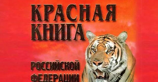 Красная книга россии фото обложки официальная Серый гусь и гуменник вошли в спорные виды Красной книги / Сибирский охотник