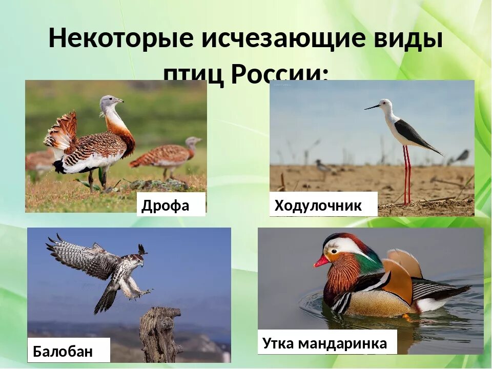Красная книга россии птицы фото Исчезающим видом называют вид: найдено 90 изображений