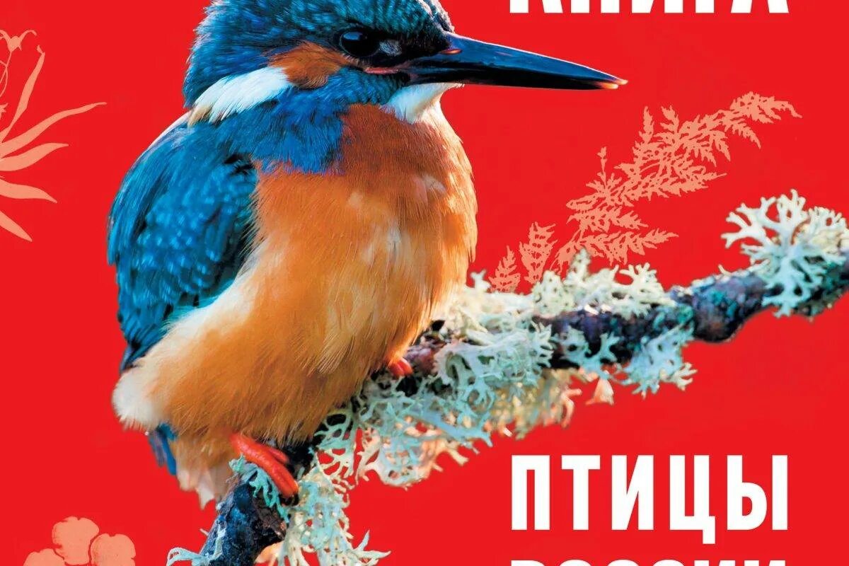 Красная книга россии птицы фото Птицы Из Красной Книги России Фото И Описание - Karevaphoto.ru