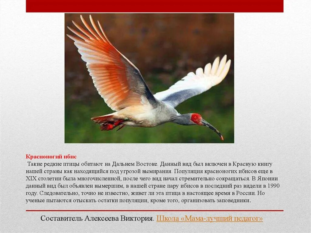 Красная книга россии птицы фото Редкие птицы занесены в красную книгу: найдено 87 изображений