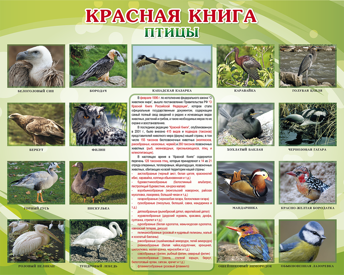 Красная книга россии птицы фото Стенды по предметам - Страница 9 - dzstend Стенды для детского сада, стенды для 