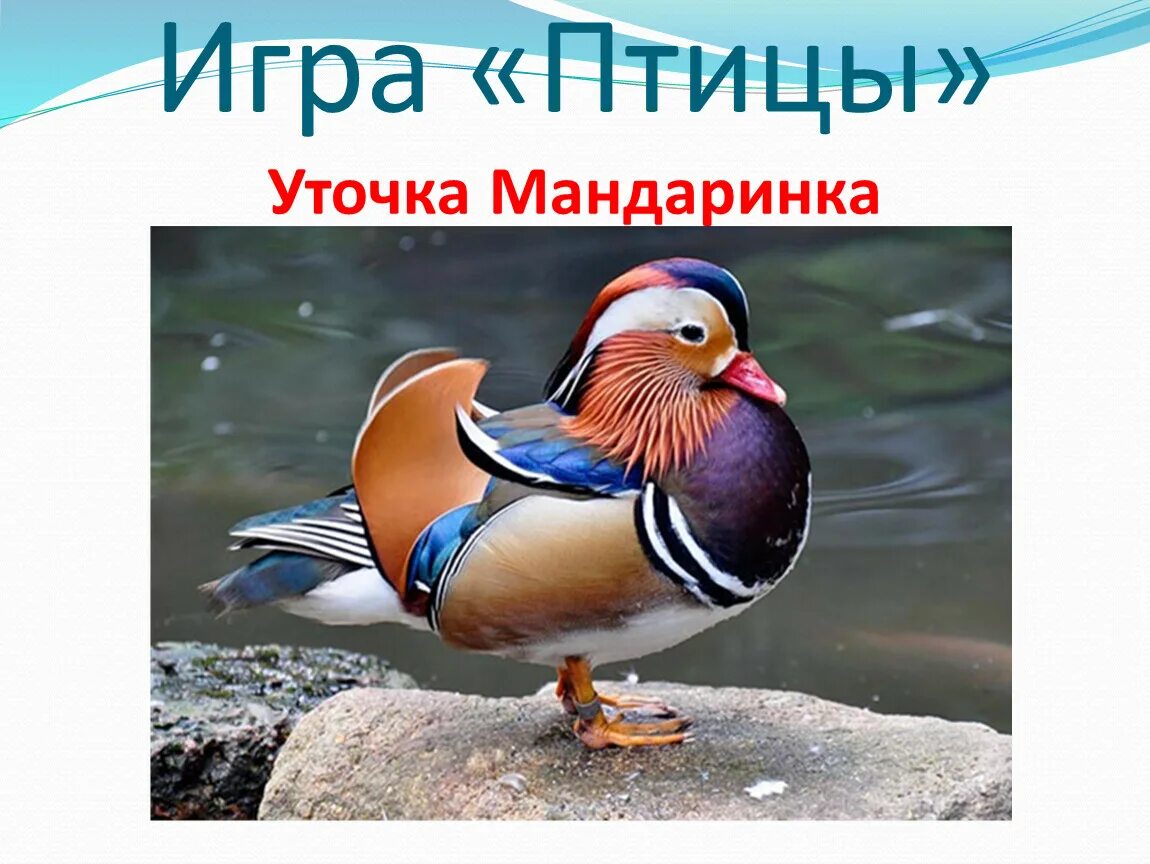 Красная книга россии птицы фото Конспект и презентация воспитательного мероприятия "День птиц"