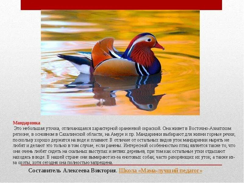 Красная книга россии птицы фото Красная книга России - презентация, доклад, проект скачать
