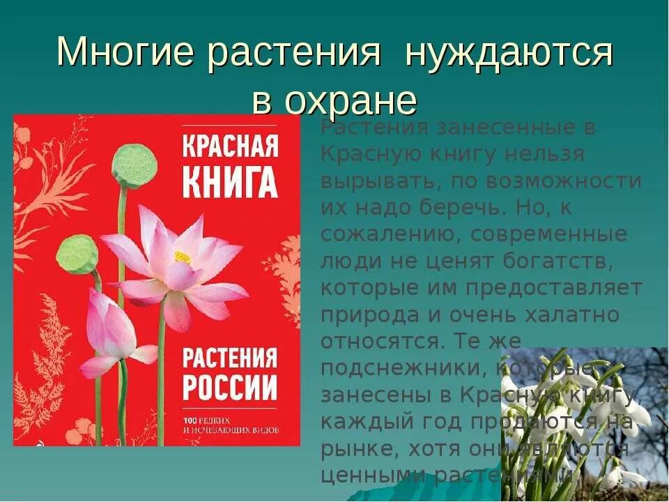 Красная книга россии растения фото Картинки КРАСНАЯ КНИГА ПРИМЕРЫ РАСТЕНИЙ