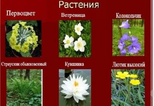 Красная книга россии растения фото Educational organizations of the education department of the city of Karaganda -