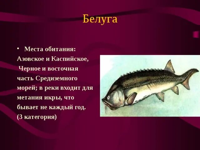 Красная книга россии рыбы фото Презентация по биологии на тему "Красная книга".