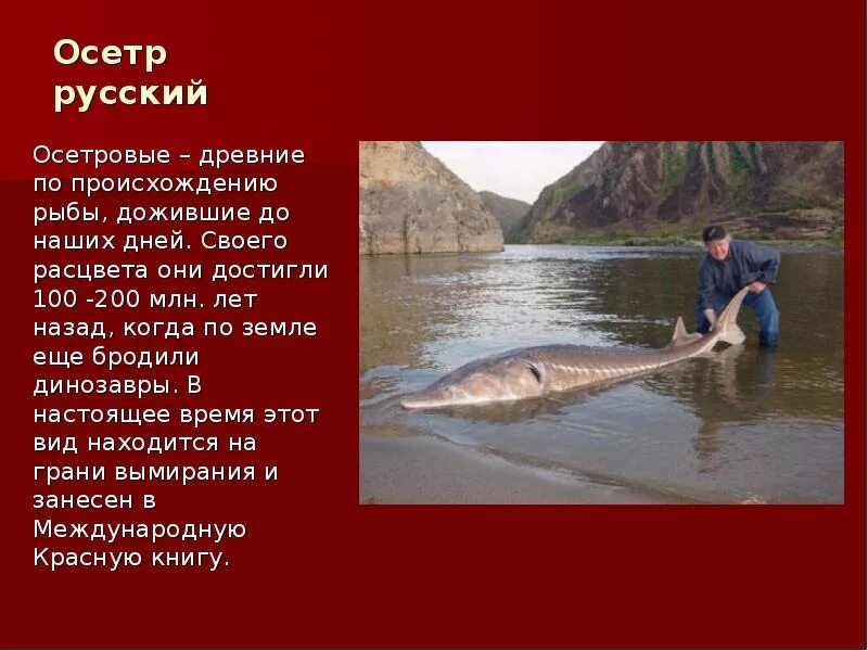 Красная книга россии рыбы фото Красная книга" Оренбургской области.Животные.