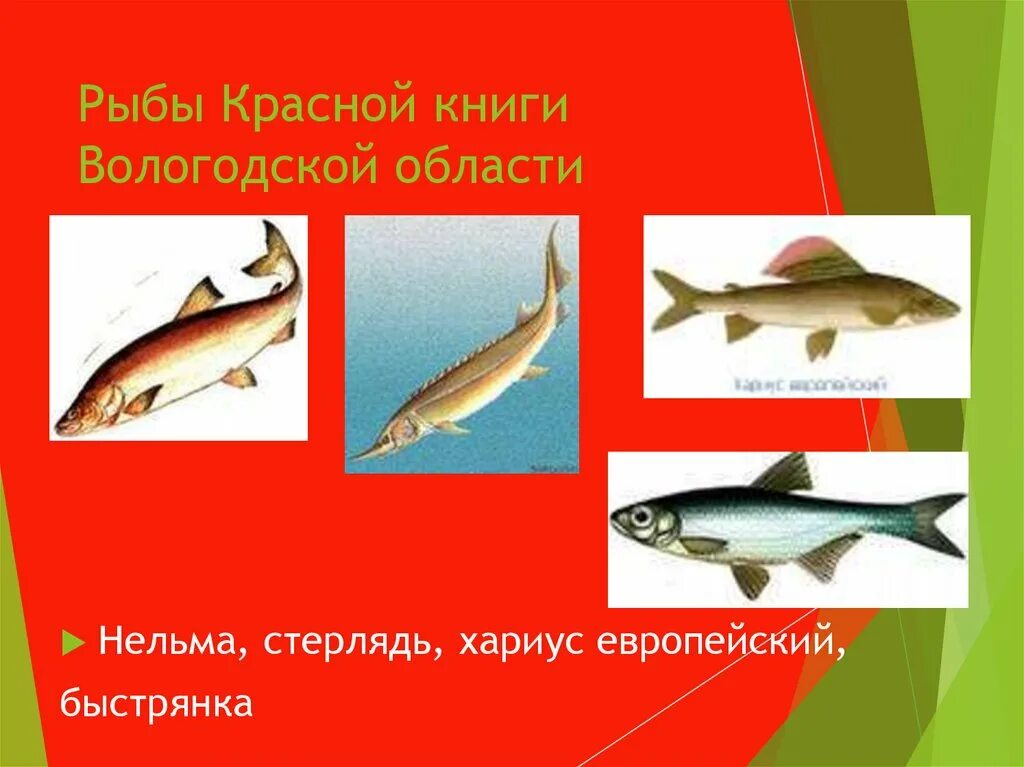 Красная книга россии рыбы фото Красная Книга Вологодской оОбласти - online presentation