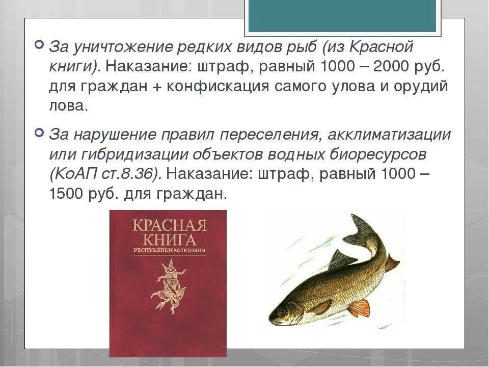 Красная книга россии рыбы фото Русский 8 рыба: найдено 85 изображений
