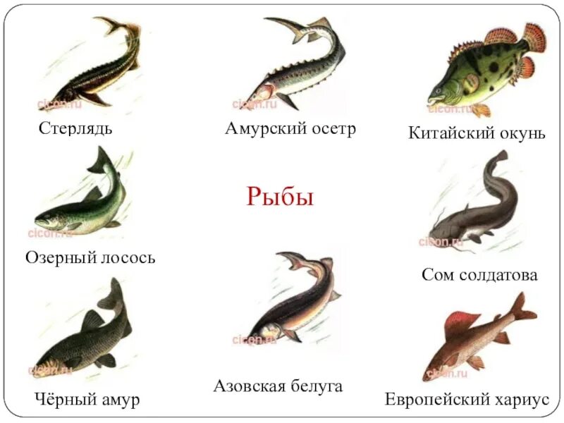Красная книга россии рыбы фото На холодильники 60 фото Ast-Ohota.ru