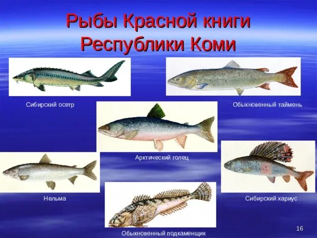 Красная книга россии рыбы фото Красная книга Республики Коми.