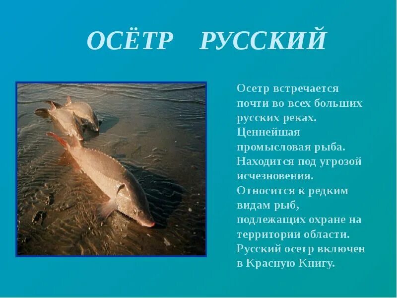 Красная книга россии рыбы фото Красная Книга
