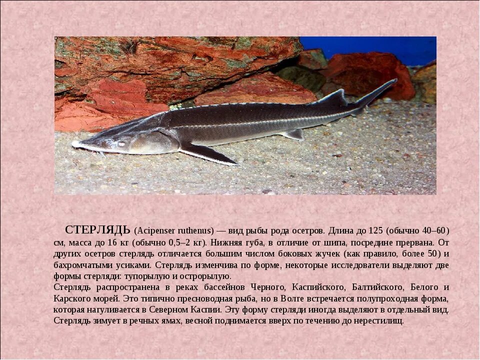 Красная книга россии рыбы фото Осетр описание - CoffeePapa.ru