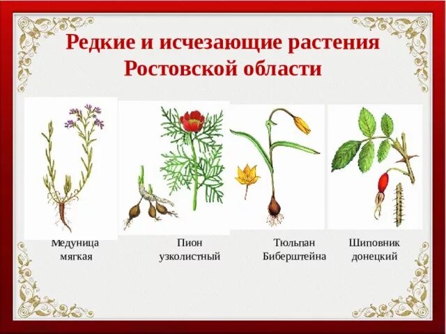 Красная книга ростовской области растения фото Урок окружающего мира в 3 классе по теме "Красная книга" (презентация)