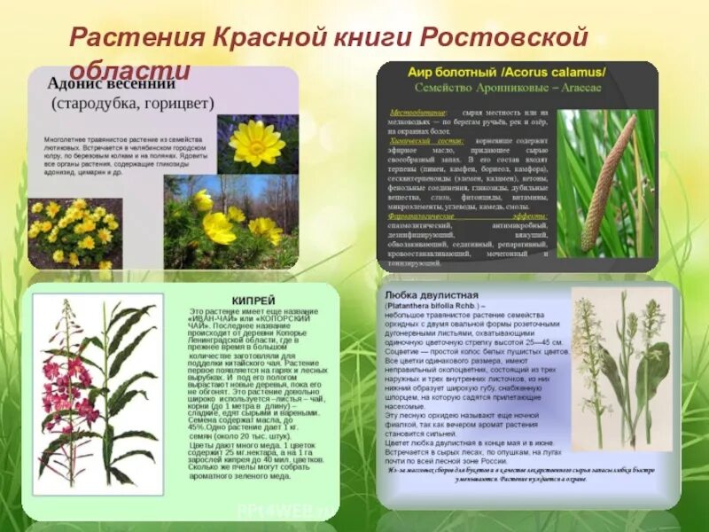 Красная книга ростовской области растения фото Растения красной книги ростовской области презентация - Фотоподборки 1