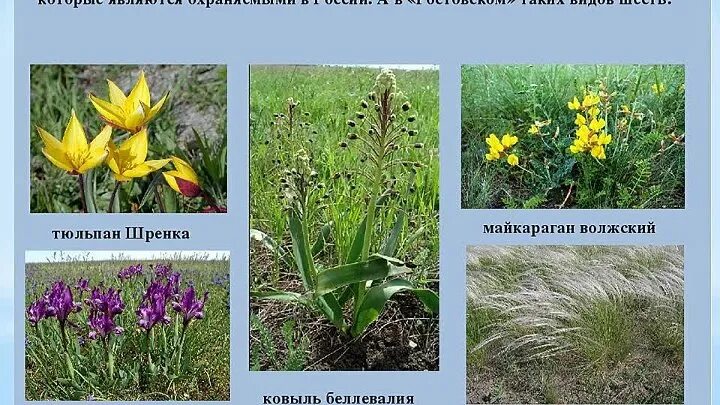 Красная книга ростовской области растения фото Видео Природа Дона OK.RU