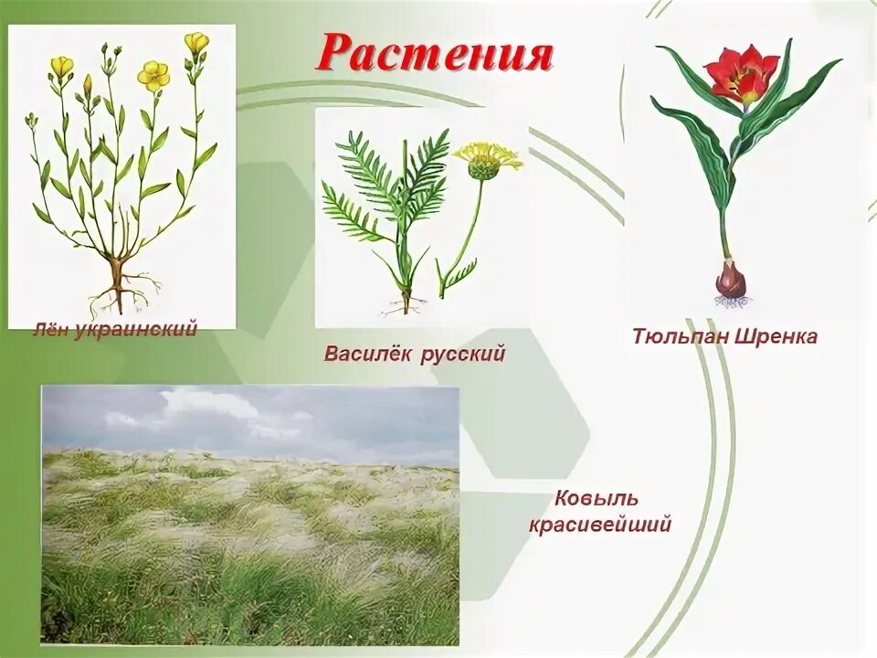 Красная книга ростовской области растения фото Презентация "Красная книга Ростовской области" (2 класс)