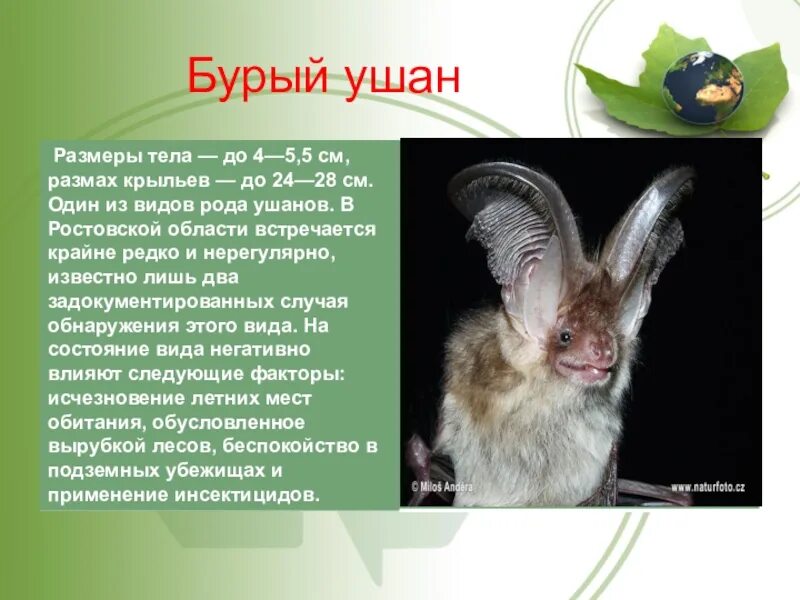 Красная книга ростовской области животные фото Презентация млекопитающие ростовской области