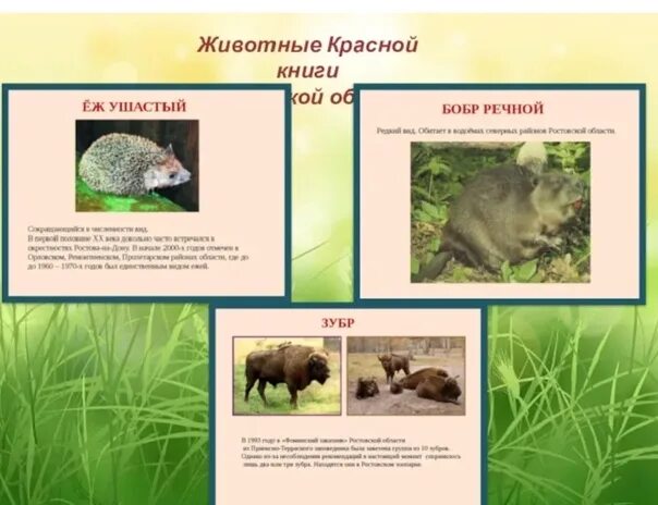 Красная книга ростовской области животные фото Педагог Светлана Петровна. Знакомимся с животными Красной книги. 2023 МБДОУ "Ясл