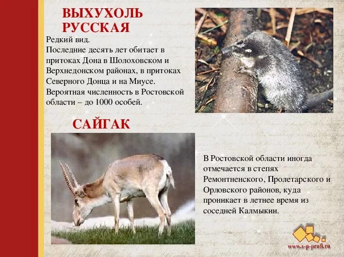 Красная книга ростовской области животные фото Проект красная книга ростовской области