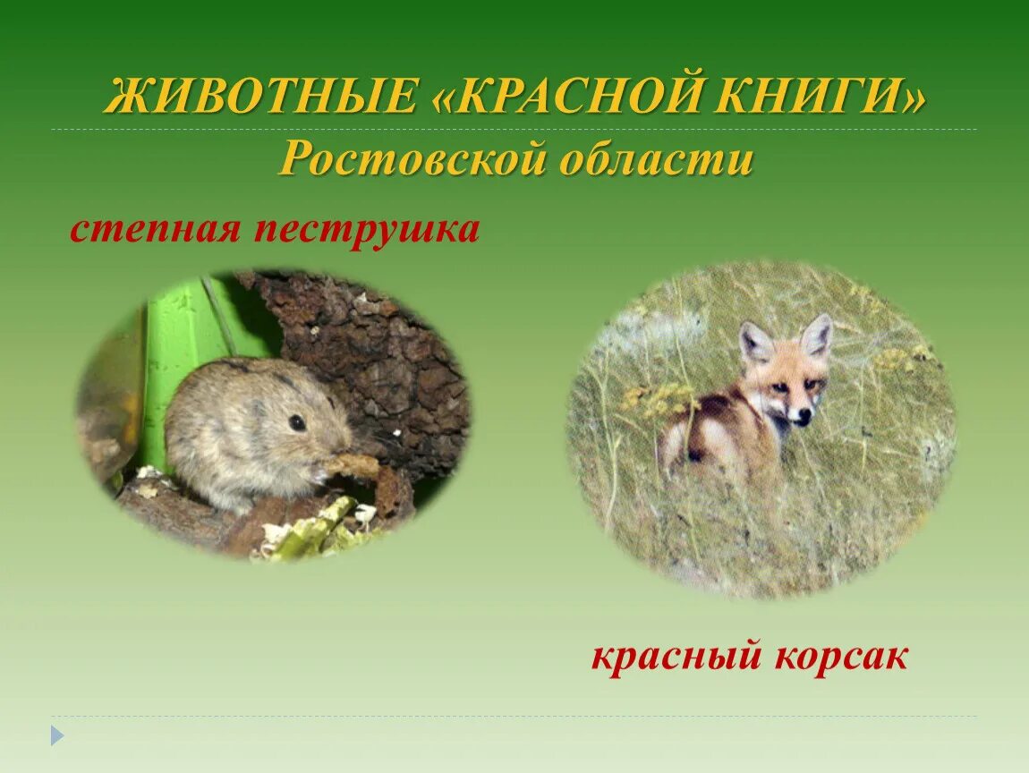 Красная книга ростовской области животные фото Растения красной книги ростовской области презентация - Фотоподборки 1