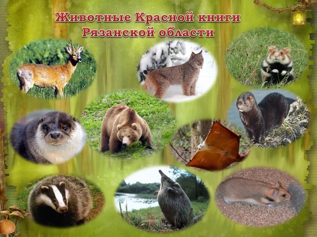 Красная книга рязанской области фото Фото красная книга рязанской области животные и фото - DgPhoto.ru
