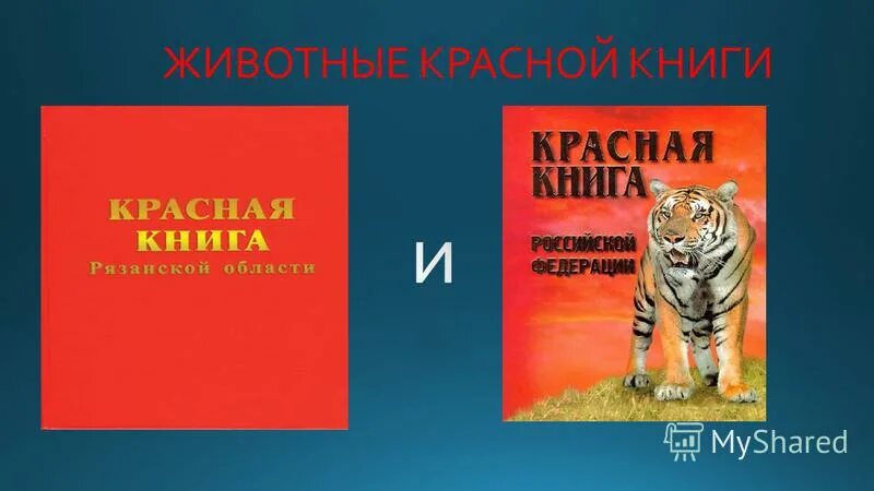 Красная книга рязанской области фото Животные красной книги рязанской области фото и описание фото - DgPhoto.ru