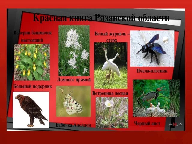 Красная книга рязанской области фото Проект по окружающему миру "Красная книга Рязанской области"