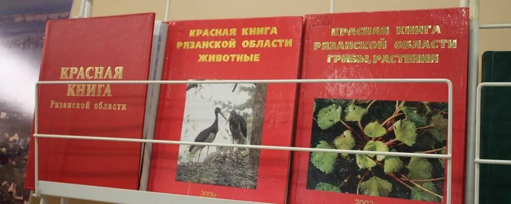 Красная книга рязанской области фото Из Красной книги Рязанской области намерены исключить 33 вида птиц - RuNews24.ru