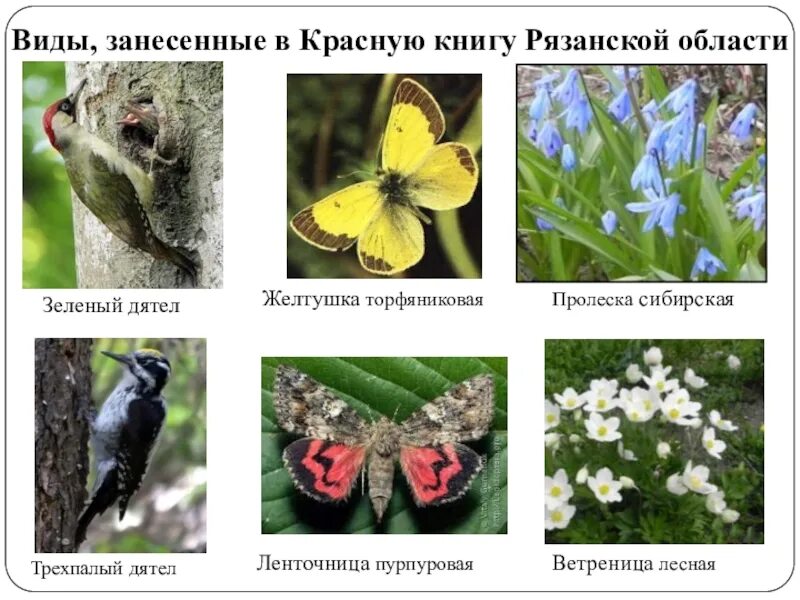 Красная книга рязанской области фото Животные Рязанской Области Занесенные В Красную Книгу Фото И Описание - Karevaph