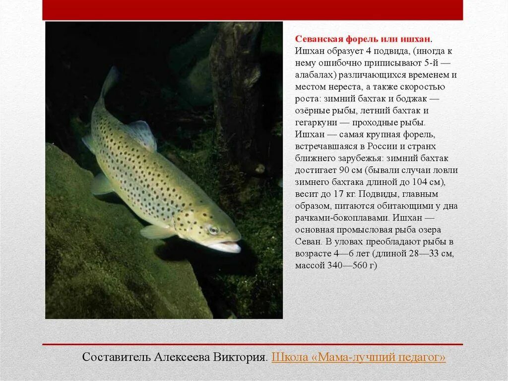 Красная книга рыбы фото Форель описание фото - Coffeebull.ru
