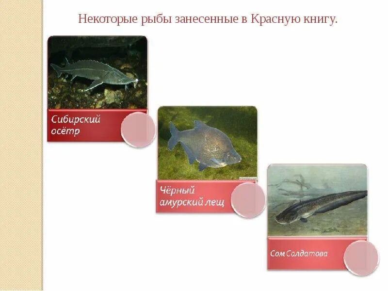 Красная книга рыбы фото Презентация на тему Красная книга России - скачать презентацию