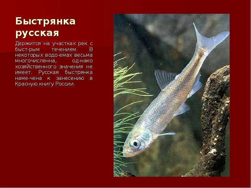 Красная книга рыбы фото Красная книга Оренбургской области. Животные. Автор: Губер Татьяна Константиновн