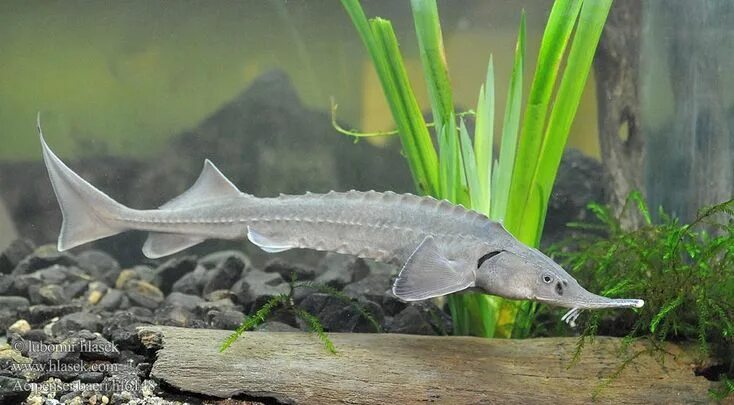 Красная книга рыбы фото Pin on Bibon in 2024 Freshwater fish, Monster fishing, Photos of fish