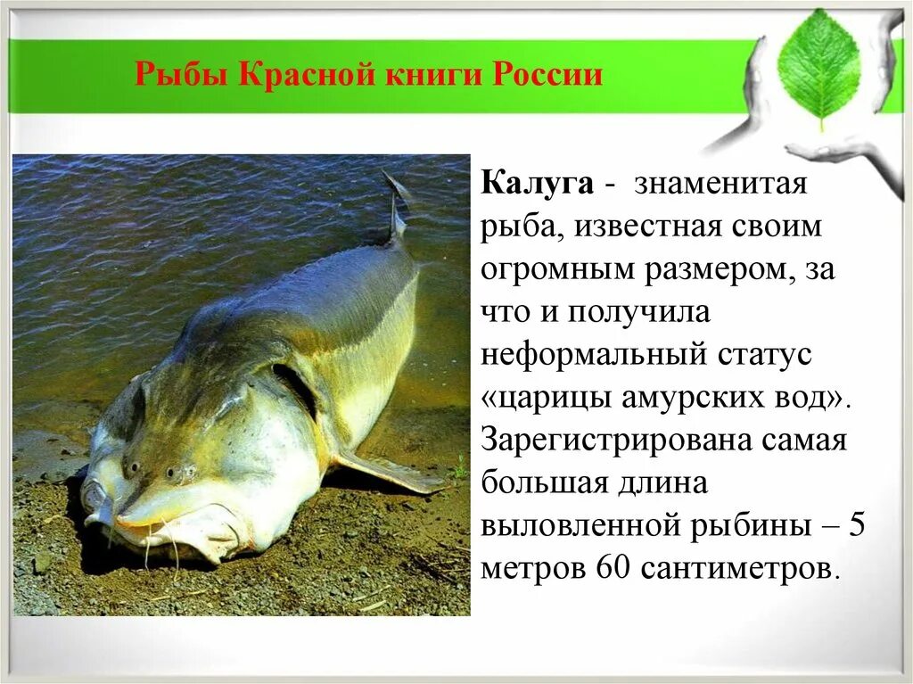 Красная книга рыбы фото Рыбы которые находятся в красной книге: найдено 89 картинок