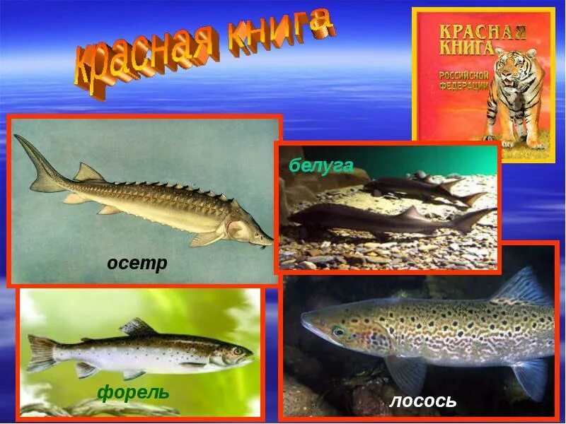 Красная книга рыбы фото Урок по окружающему миру во 2 классе. Рыбы. - начальные классы, уроки