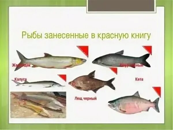 Красная книга рыбы фото Список рыб занесенных в красную книгу россии фото - PwCalc.ru