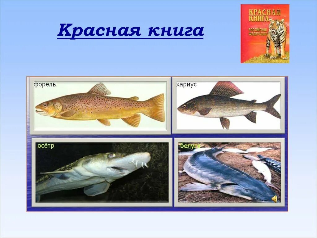 Красная книга рыбы фото Красная книга животные рыбы - найдено 73 картинок