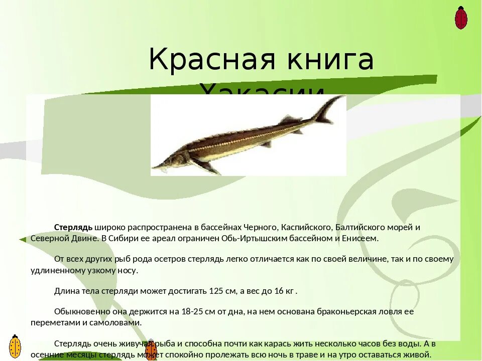 Красная книга рыбы фото Стерлядь красная книга