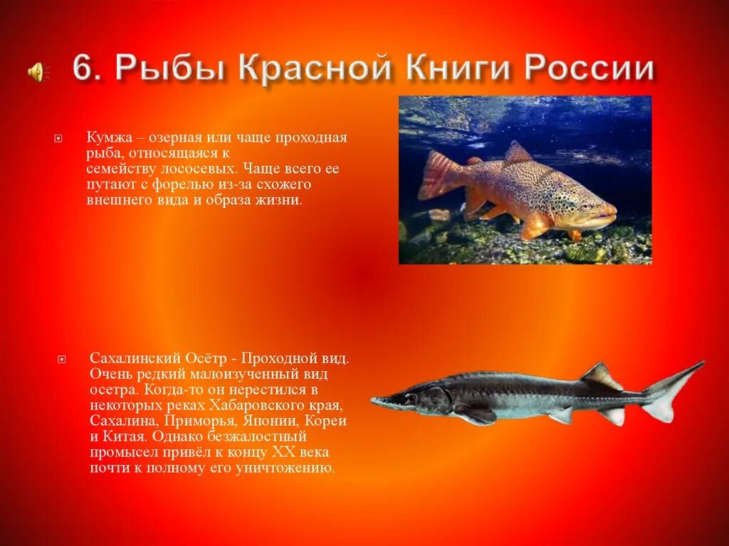 Красная книга рыбы фото Красная книга рыбы фото